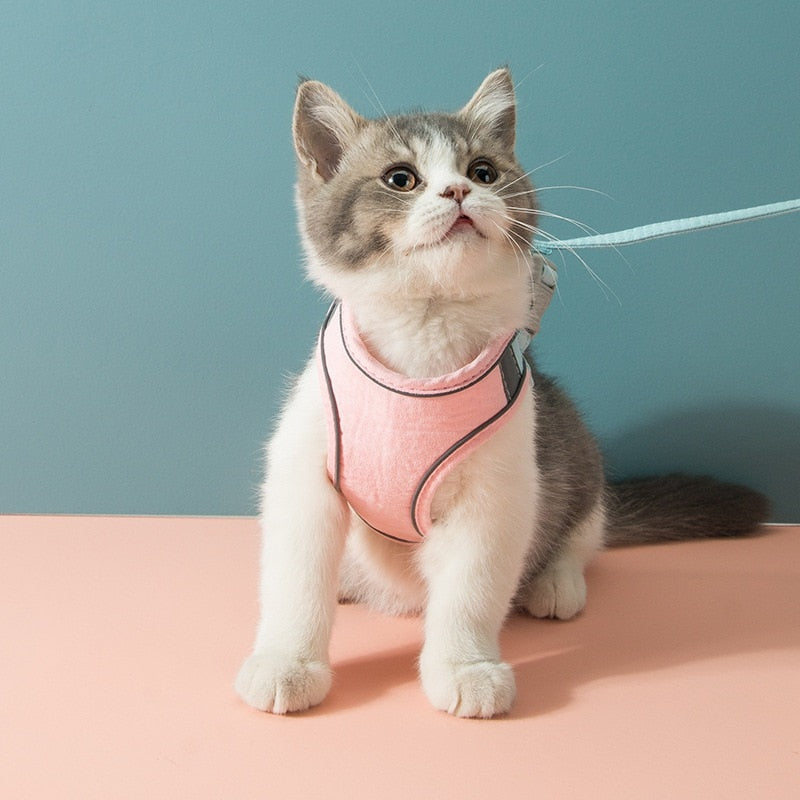 Cat Harness & Lead Set