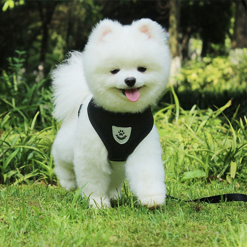 Nylon Mesh Harness And Lead Breathable for Small Dogs & Puppies