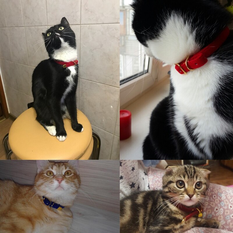 Cat Collar With Bell