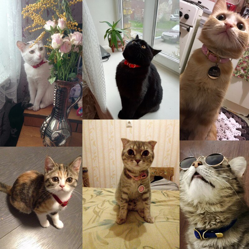 Cat Collar With Bell