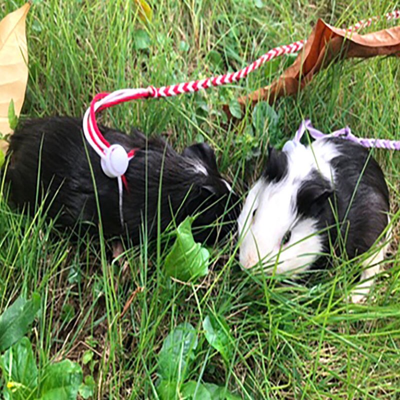 Adjustable Small Pet lead