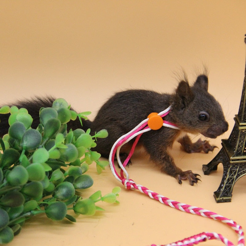 Adjustable Small Pet lead