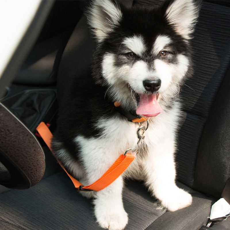 Dog Car Seat Belt For Safety Adjustable Harness/Lead