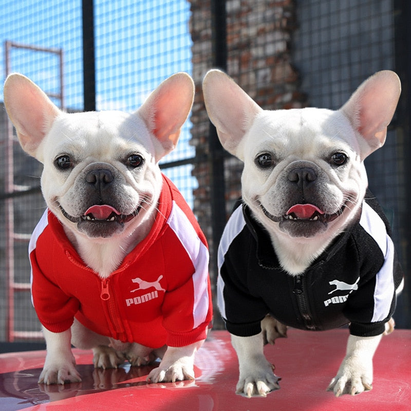 Tracksuit Style Winter Jacket For Small And Medium Dogs