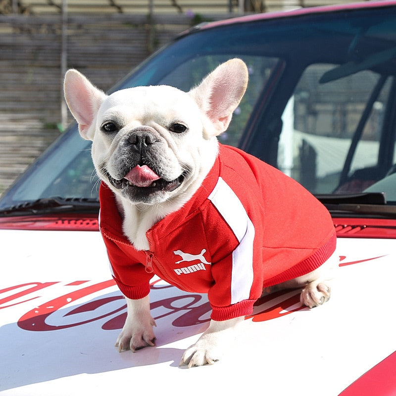 Tracksuit Style Winter Jacket For Small And Medium Dogs