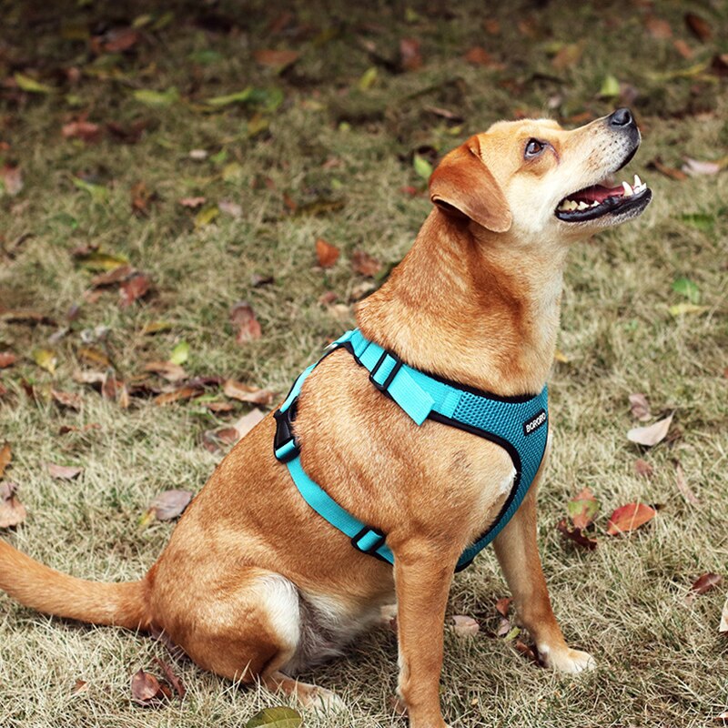 Adjustable Mesh Comfort Dog Harness(Available in different sizes and colours)