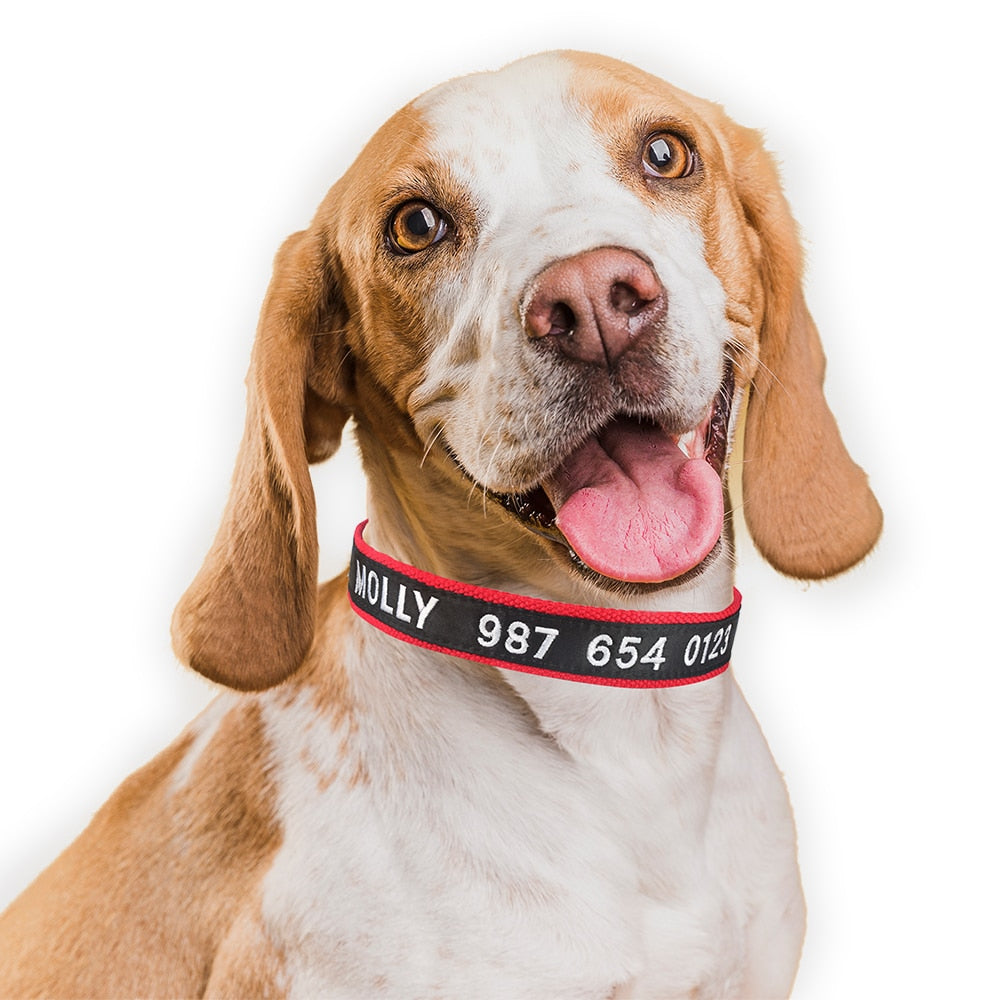 Adjustable Nylon Dog Collar with Embroidered Name(Available in range of colours and sizes)