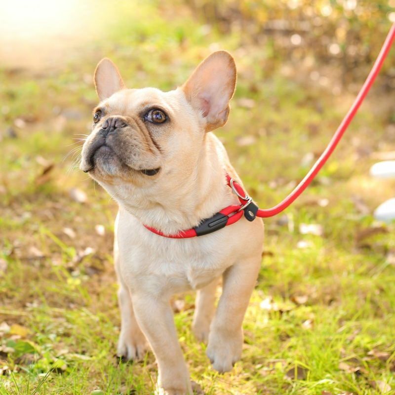 Small Dog/Puppy Nylon Adjustable Lead( Size: 130cm)