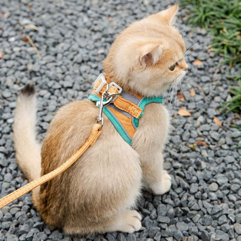 Cat Harness & Lead Set