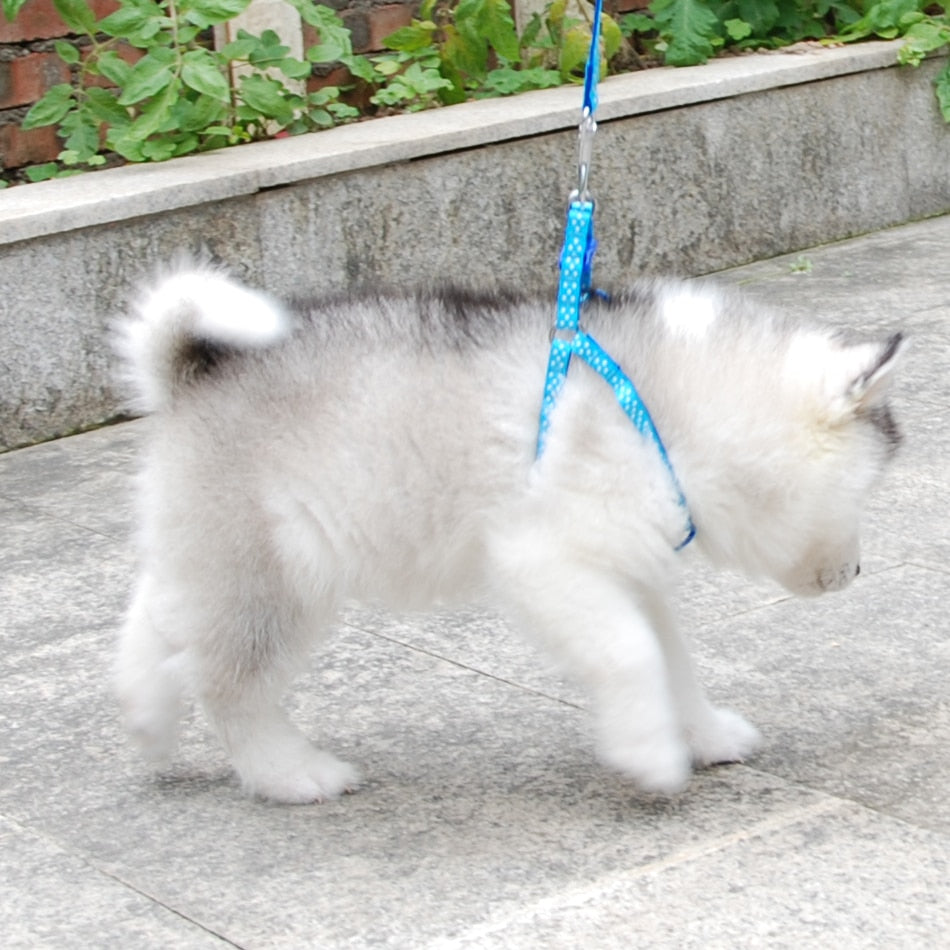 Small Dog Harness & Lead Adjustable