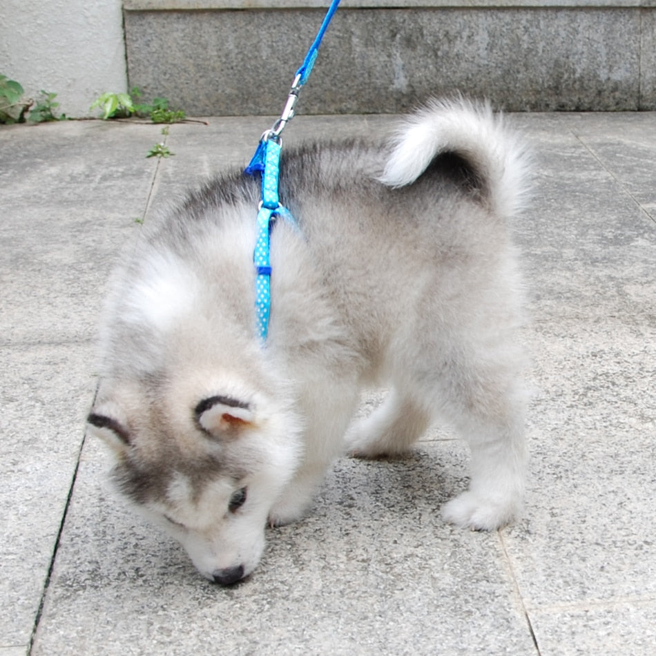 Small Dog Harness & Lead Adjustable