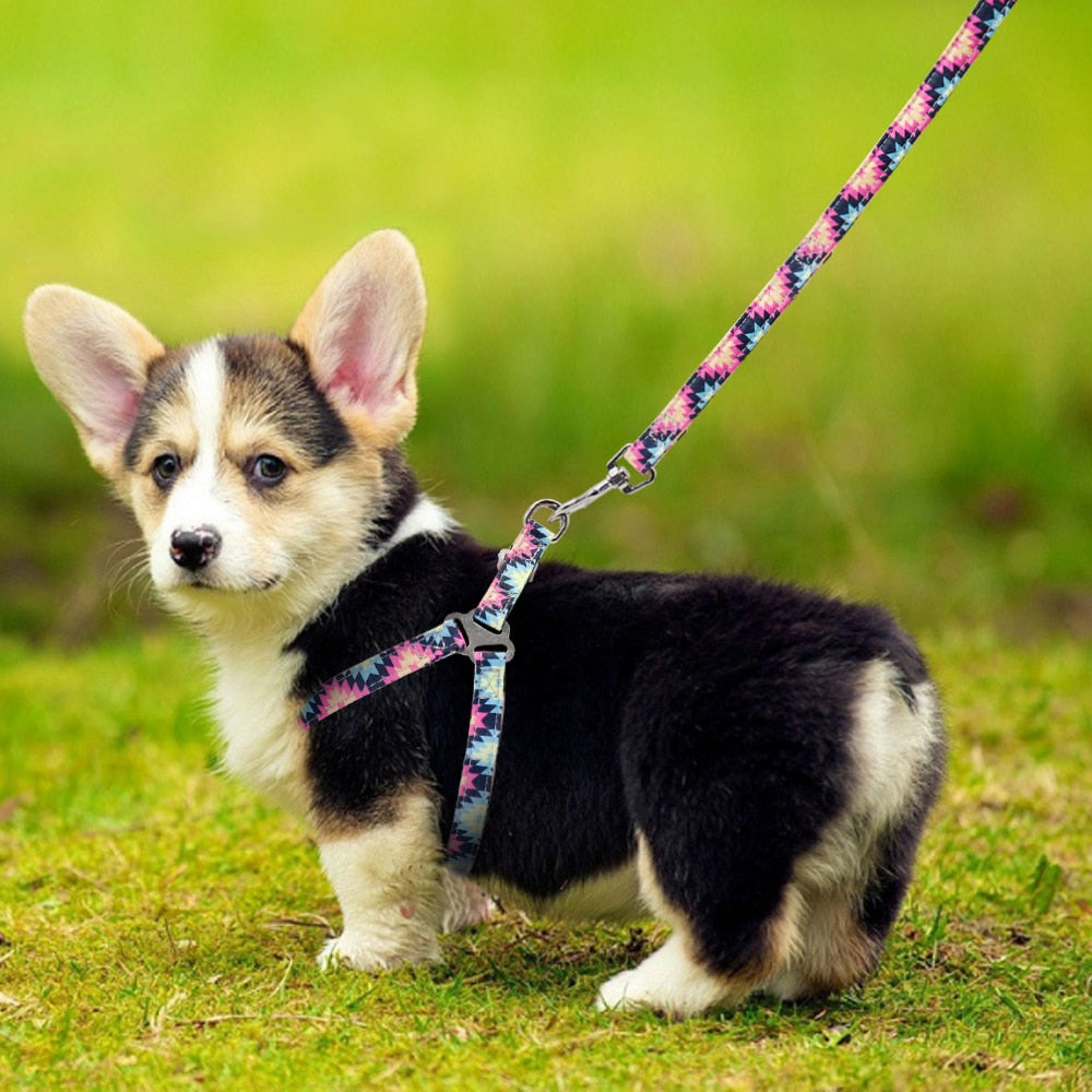 Adjustable Nylon Small/Medium Dog Harness & Lead Set