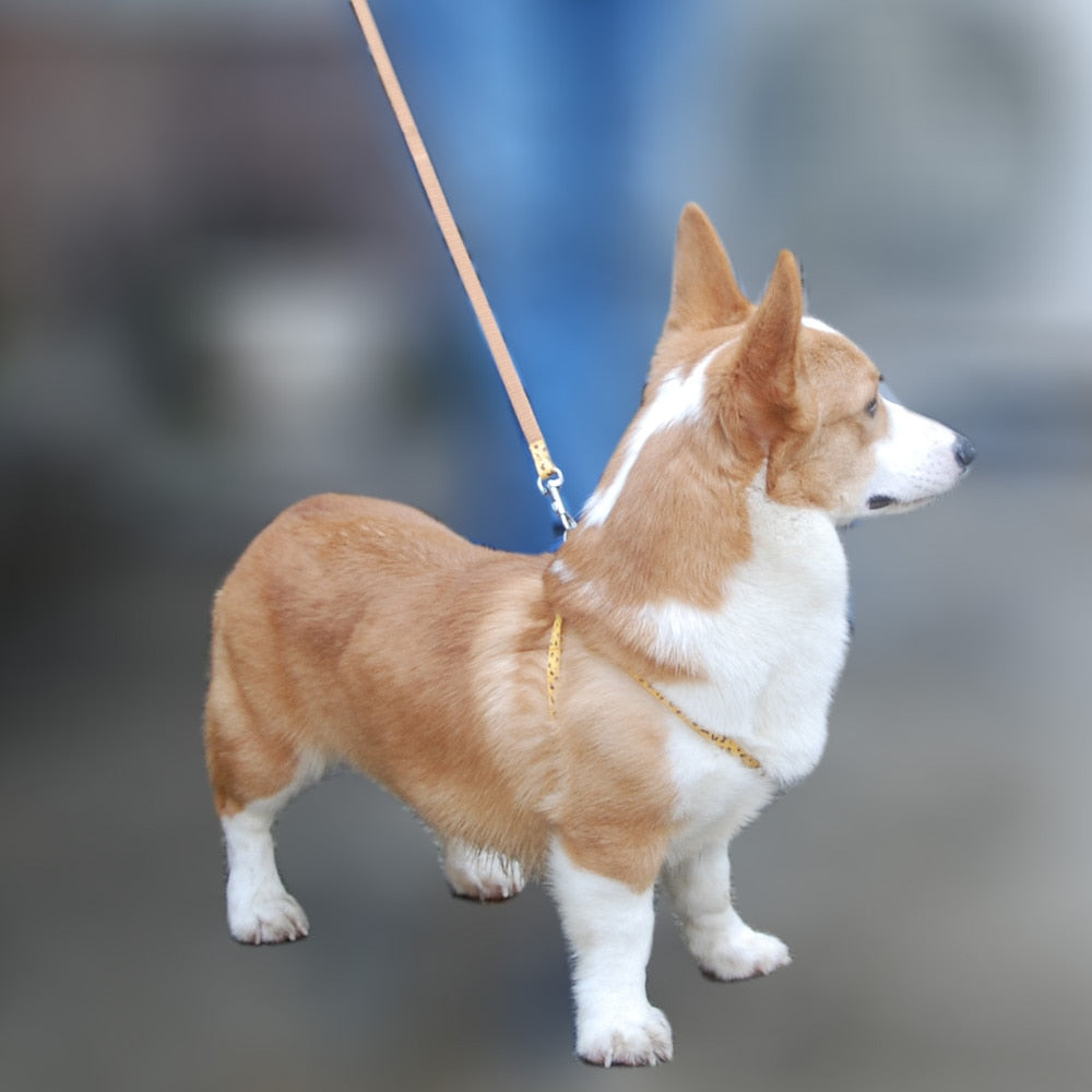 Dog Harness and Lead Adjustable Collar