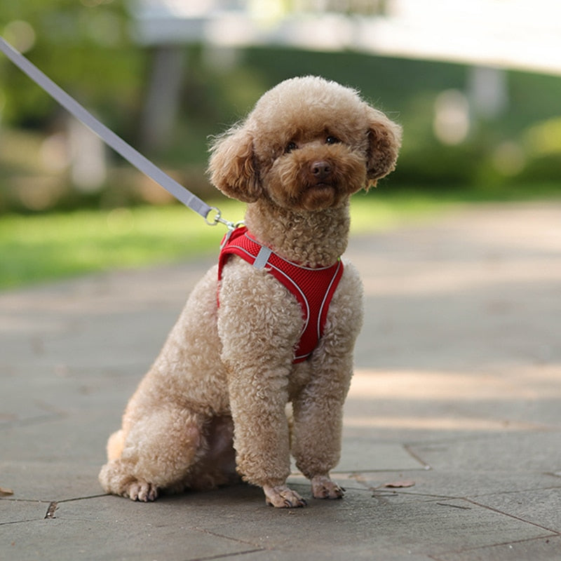 Dog Harness & Lead Set for Small Dogs Fully Adjustable