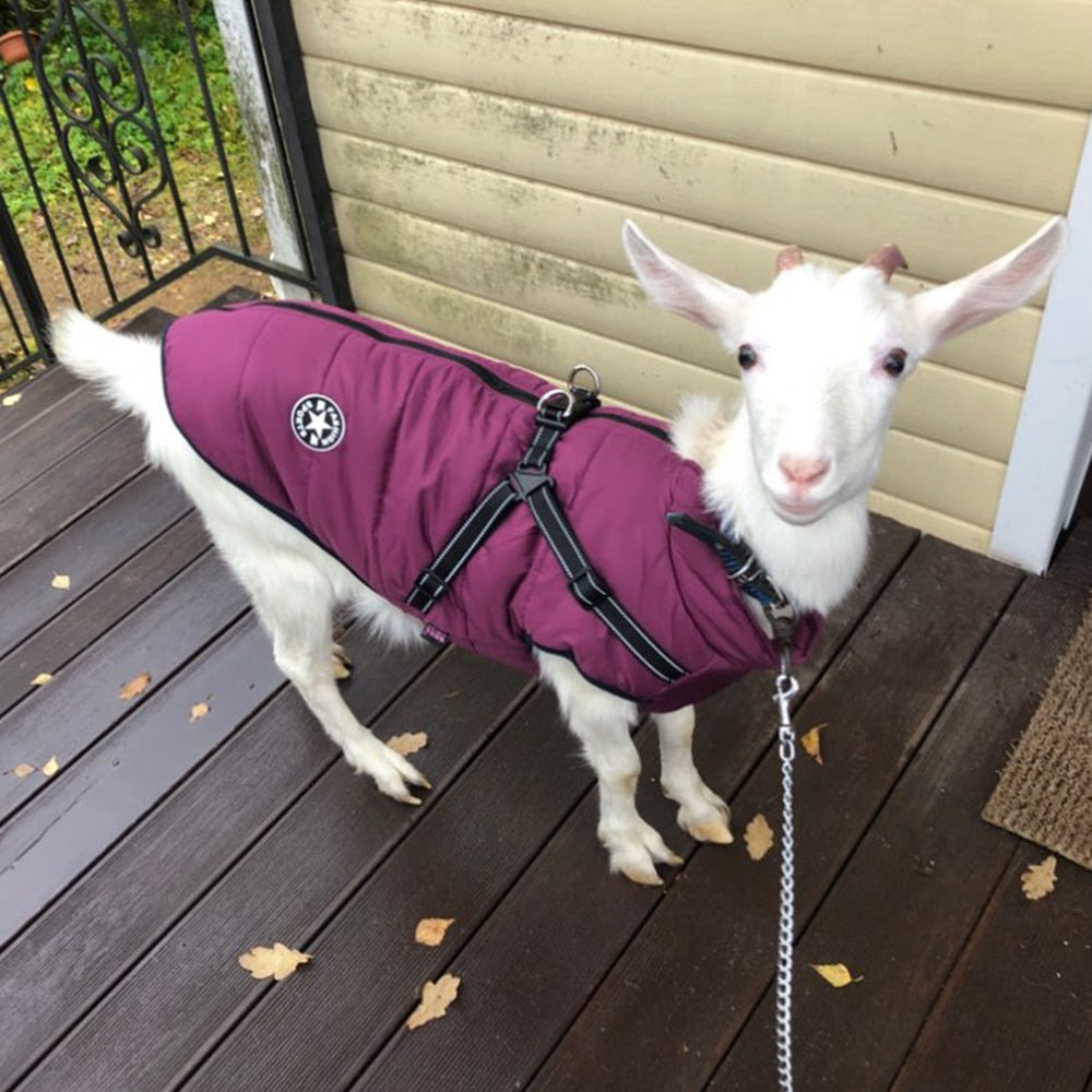 Dog Jacket With Harness Warm & Waterproof