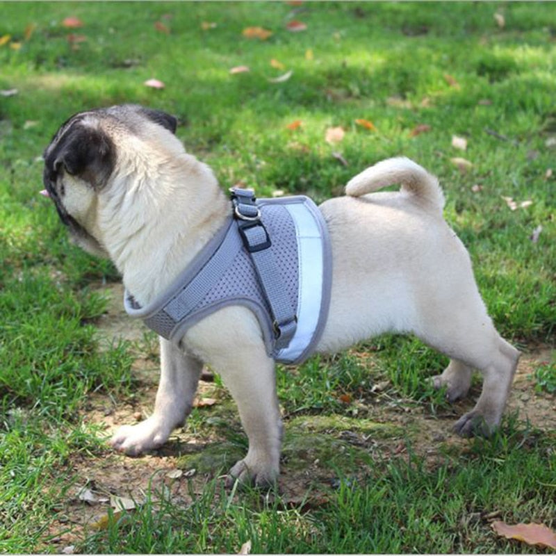 Adjustable Mesh Comfort Dog Harness With Lead(Available in multiple sizes and colours)