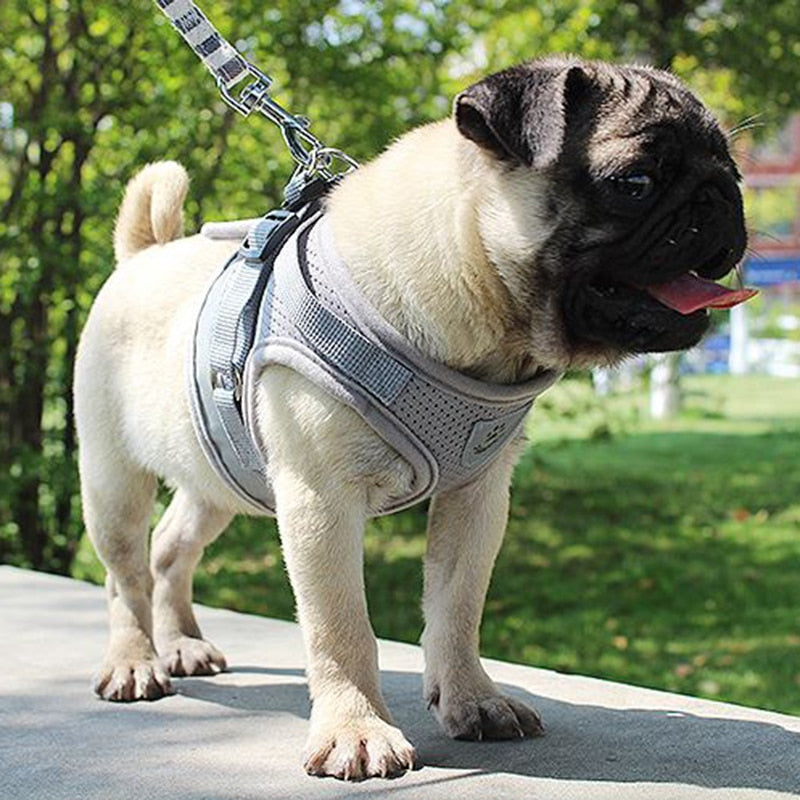 Adjustable Mesh Comfort Dog Harness With Lead(Available in multiple sizes and colours)